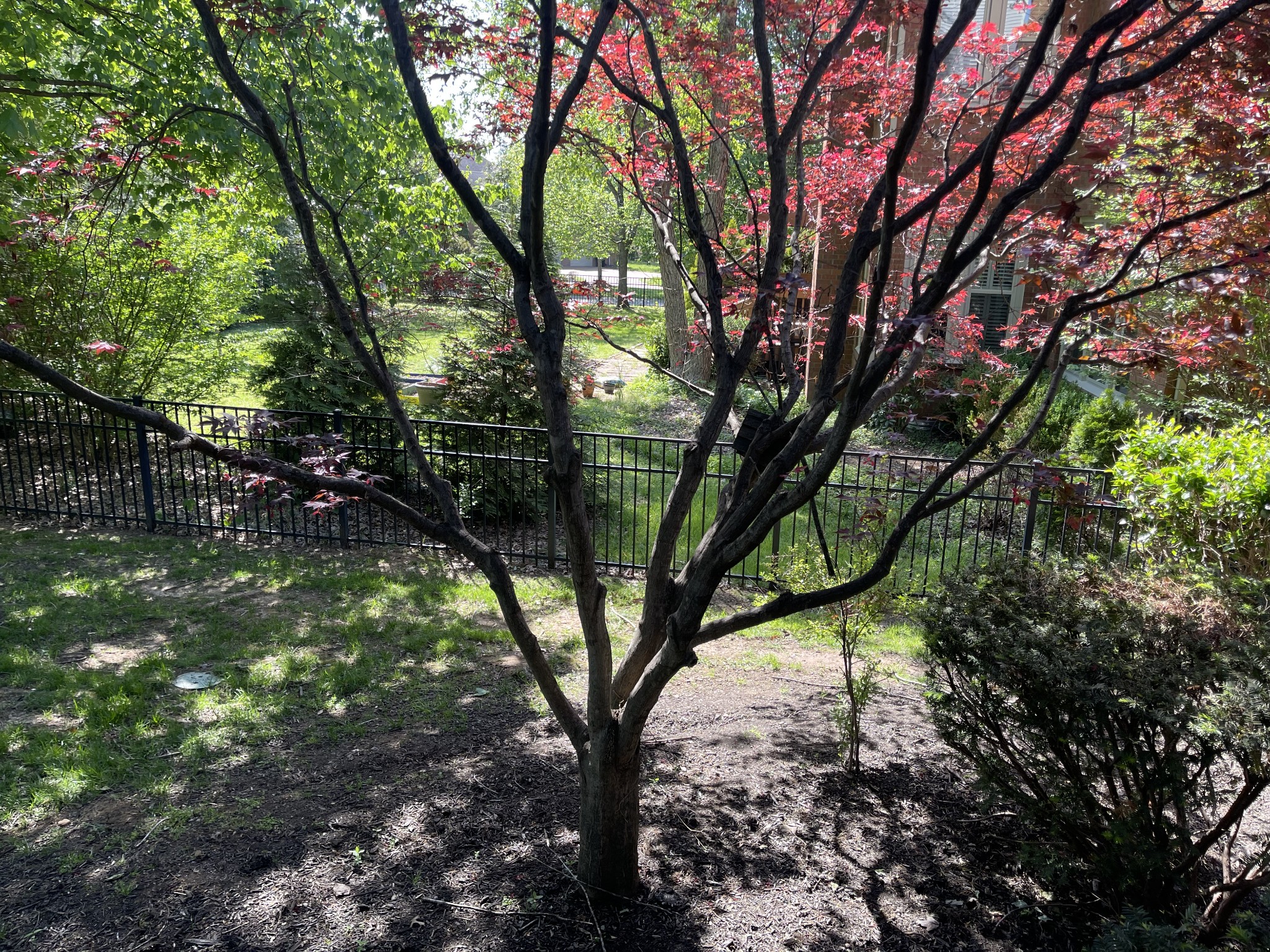 903 Grapevine Ln
