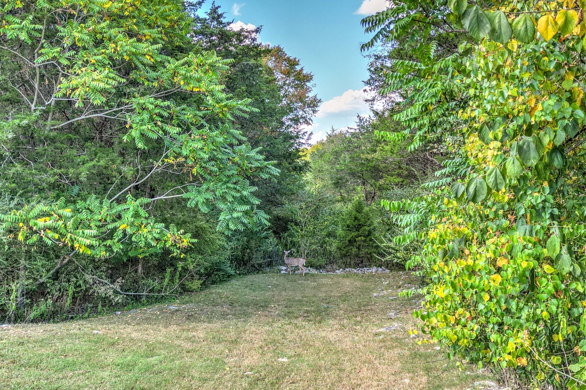 1351 Creekside Dr