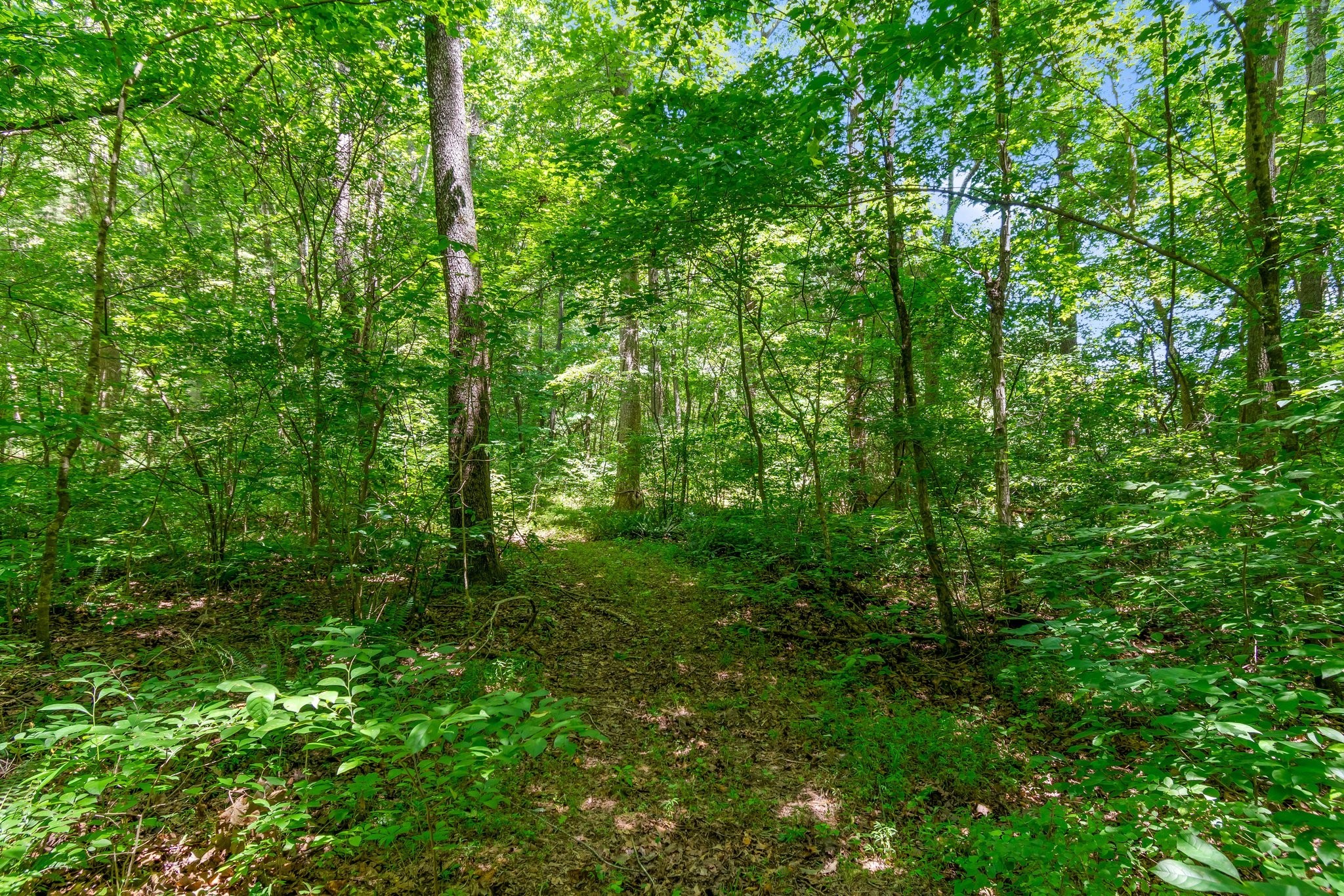 941 Jones Hollow Lane