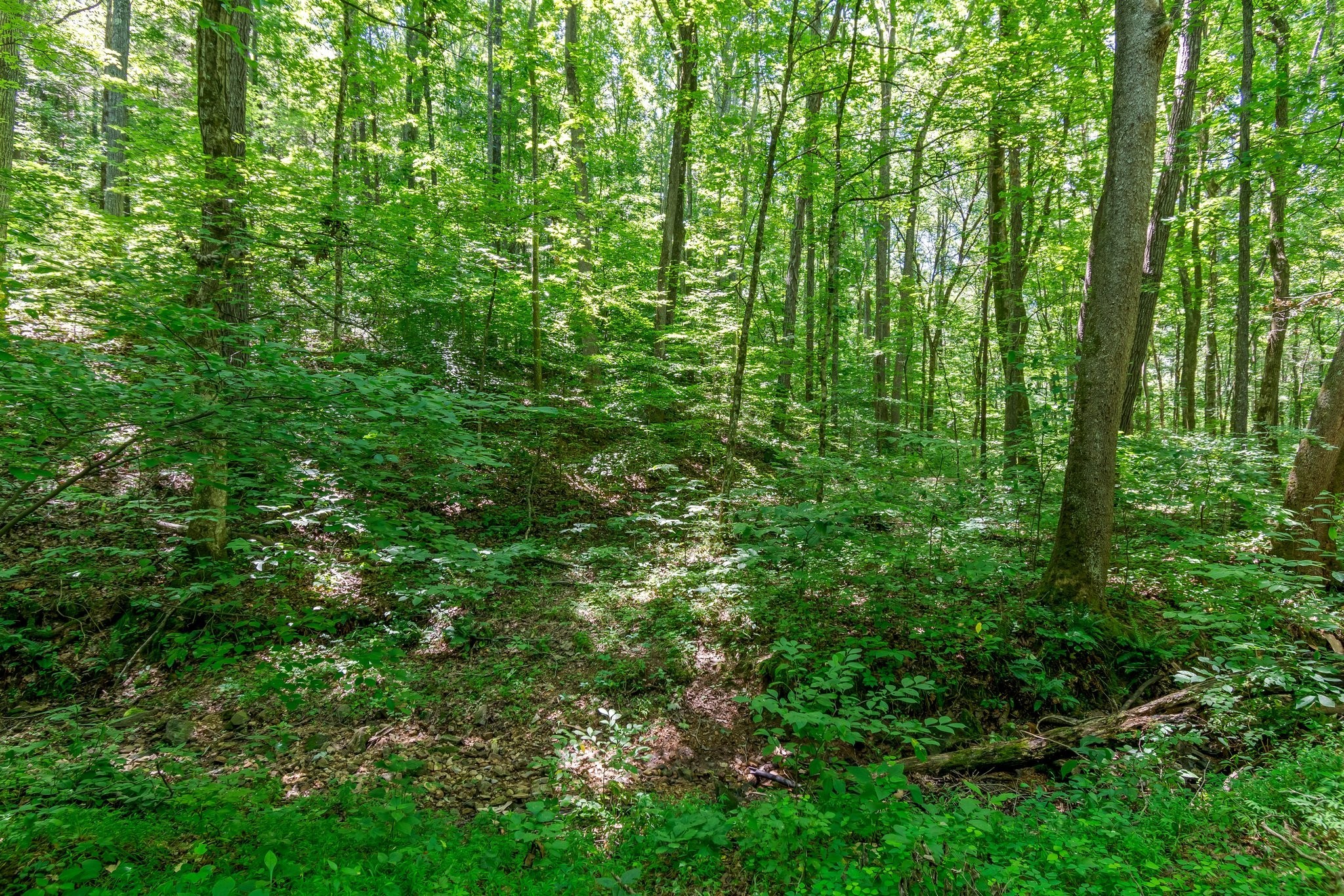 941 Jones Hollow Lane