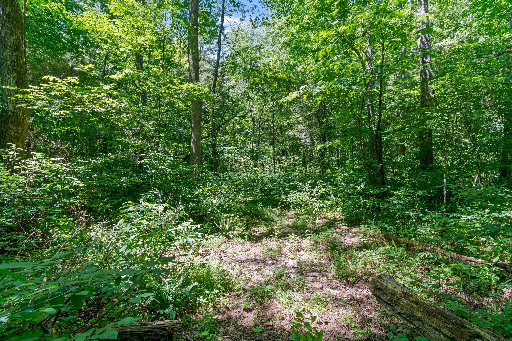 941 Jones Hollow Lane