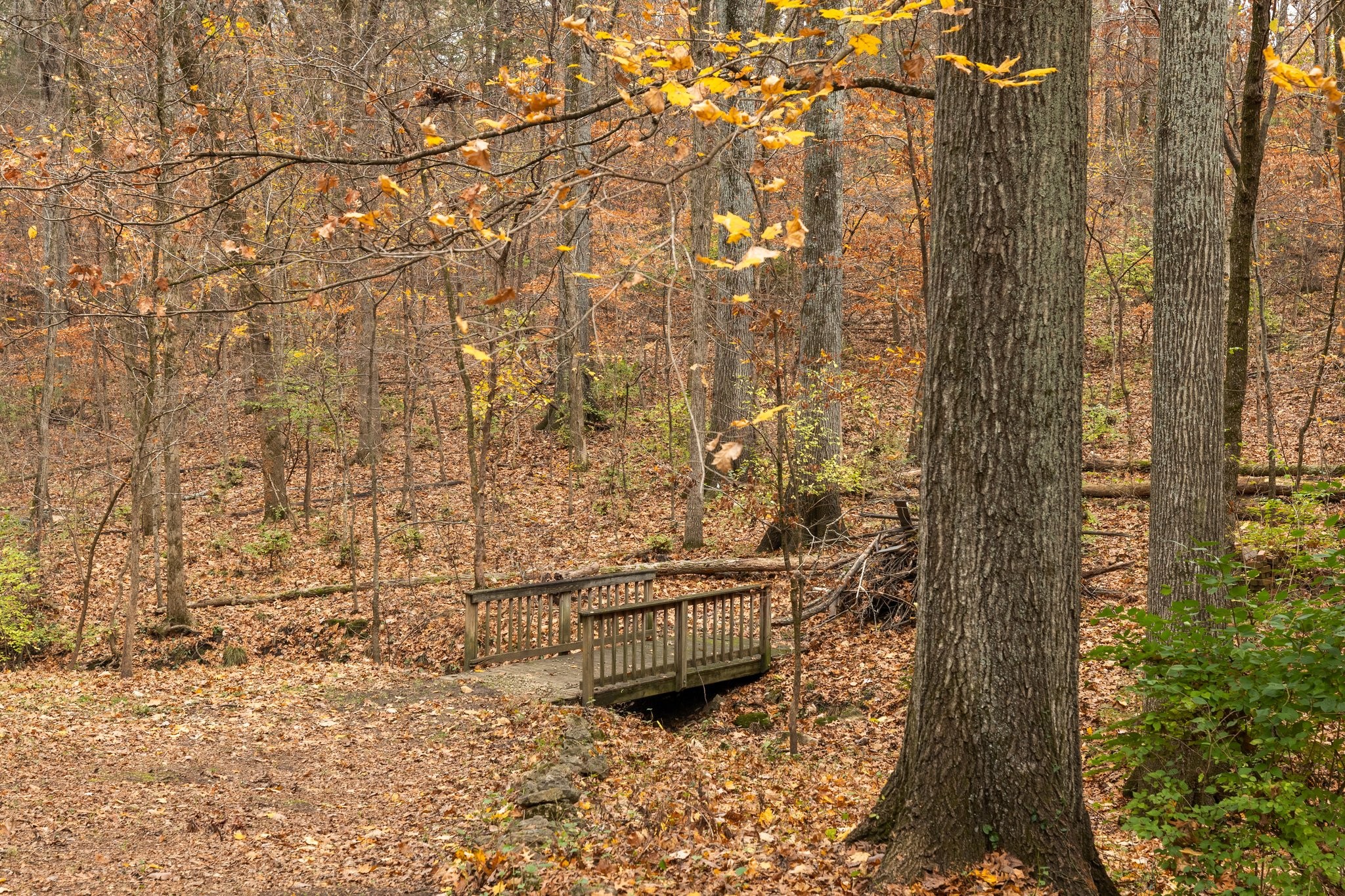 1245 Temple Ridge Dr