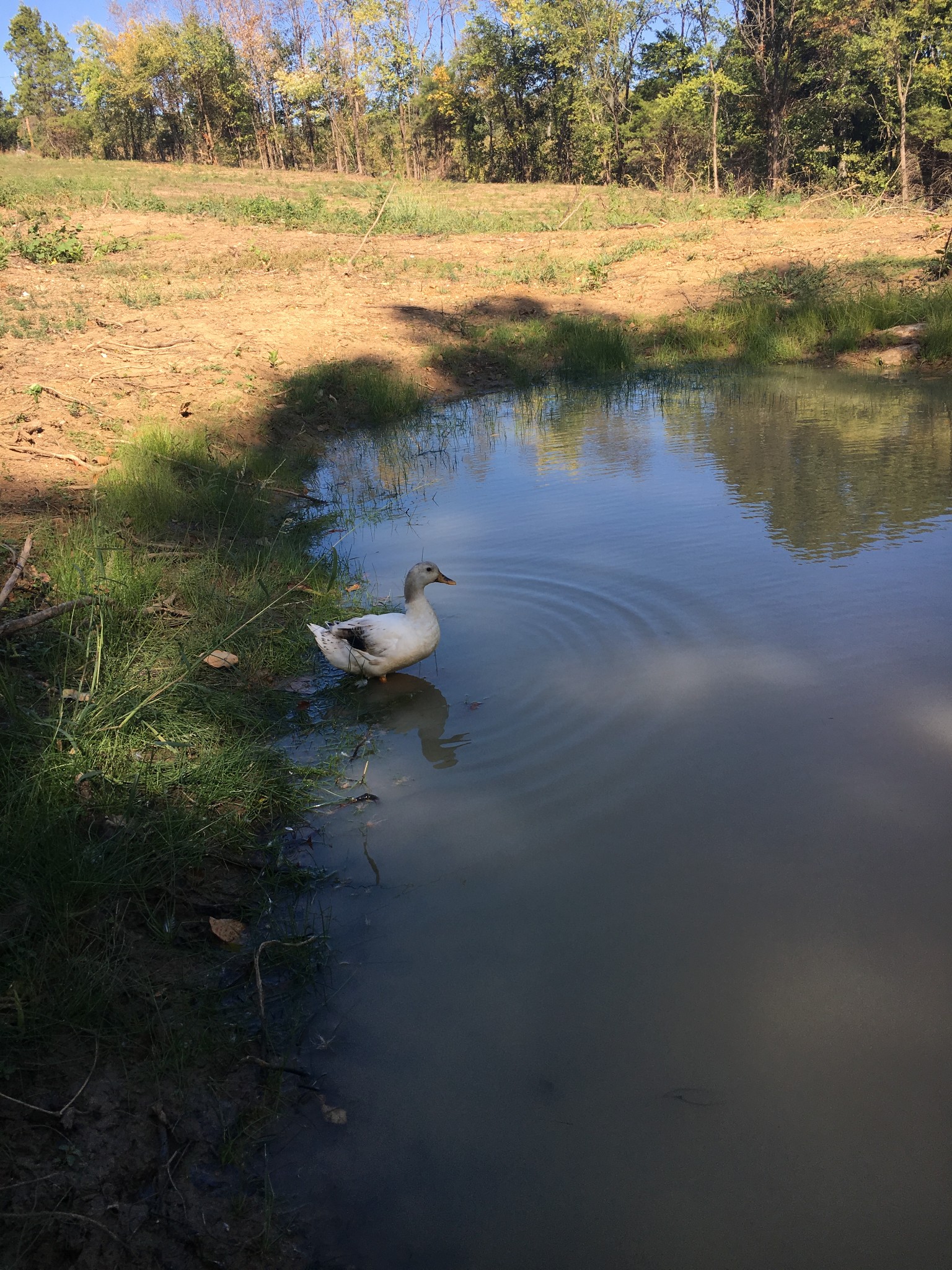 1277 Coosie Branch Rd