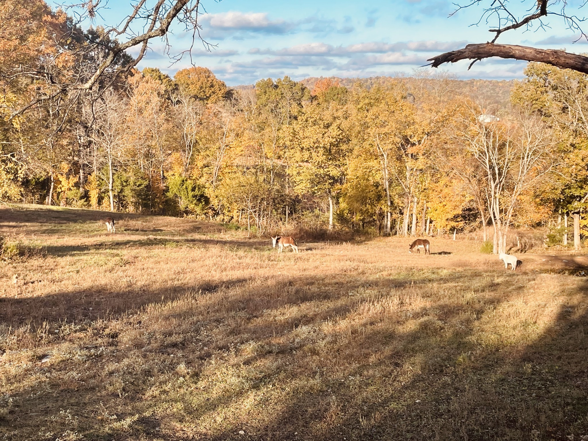 1277 Coosie Branch Rd