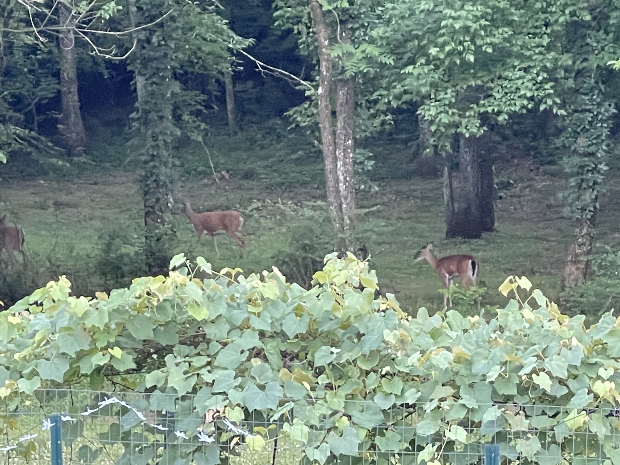 3253 Campbellsville Pike