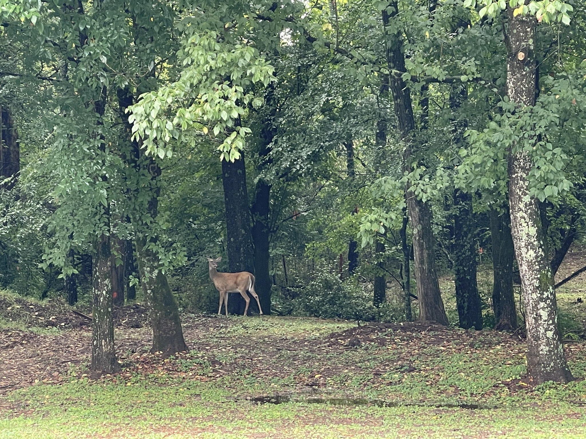 3253 Campbellsville Pike