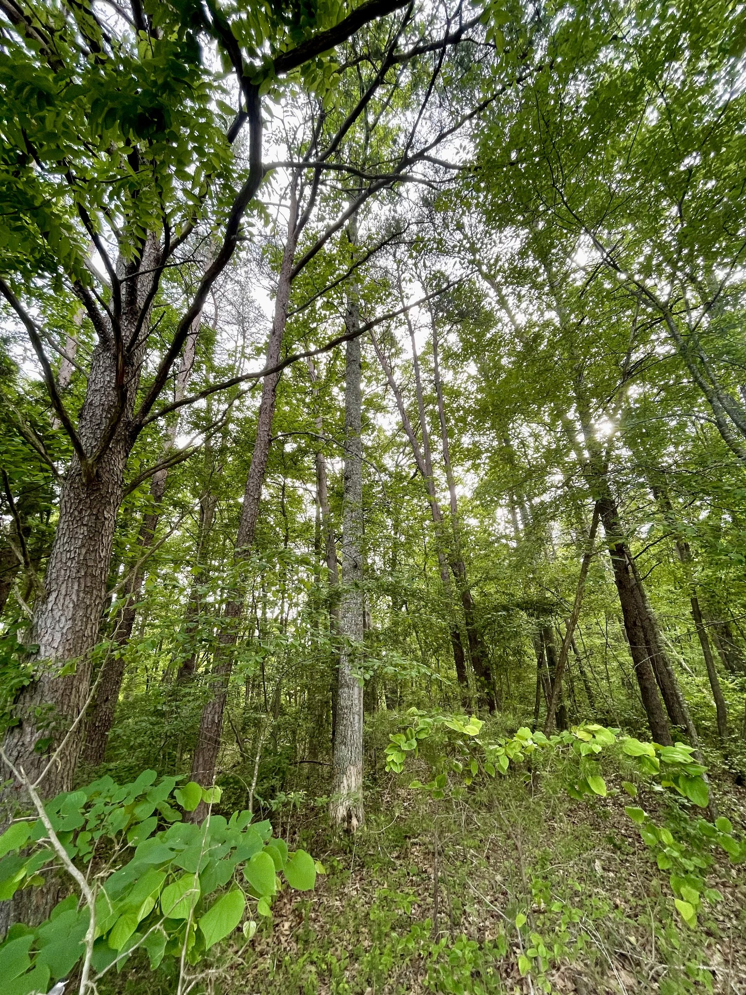 0 Jumpoff Mountain Road