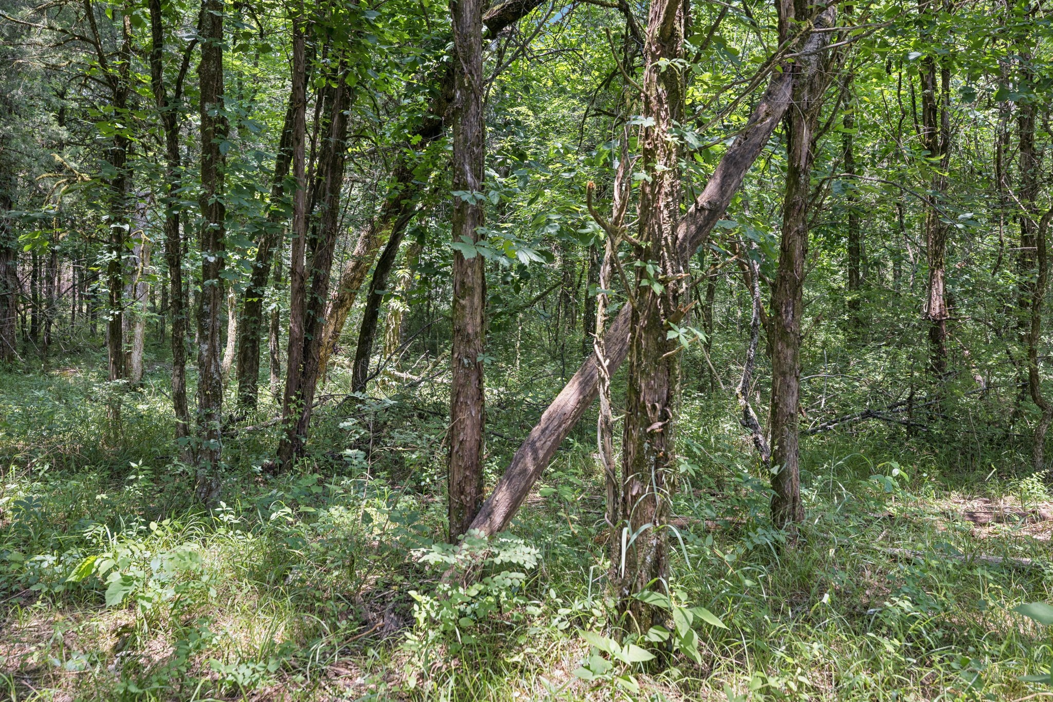 0 Rally Hill Rd Bear Creek Rd