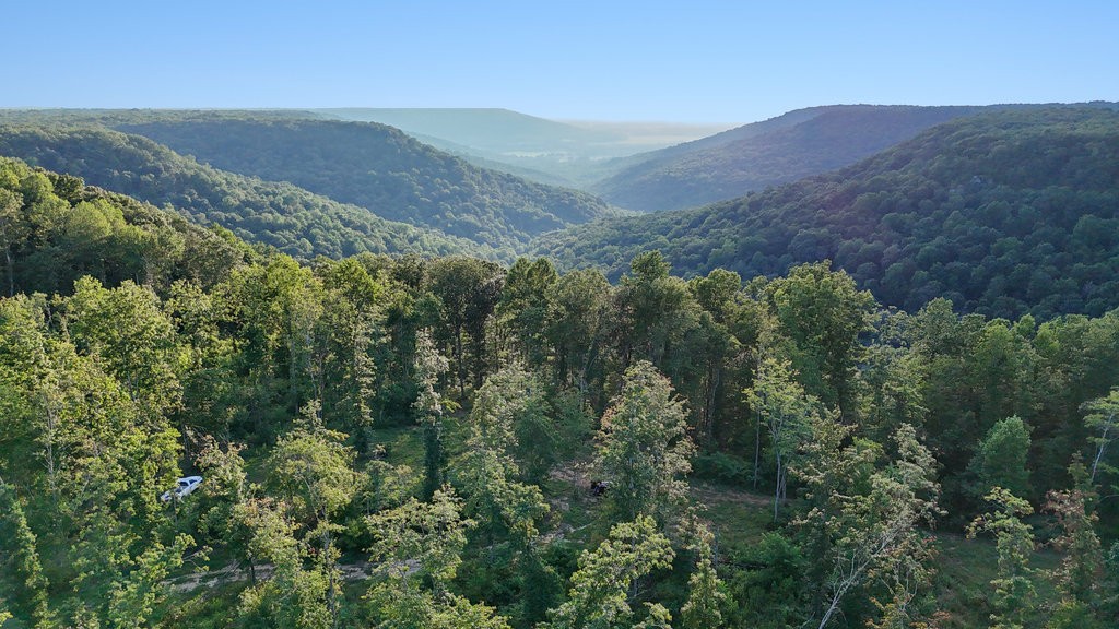 354 Little Trees Ramble