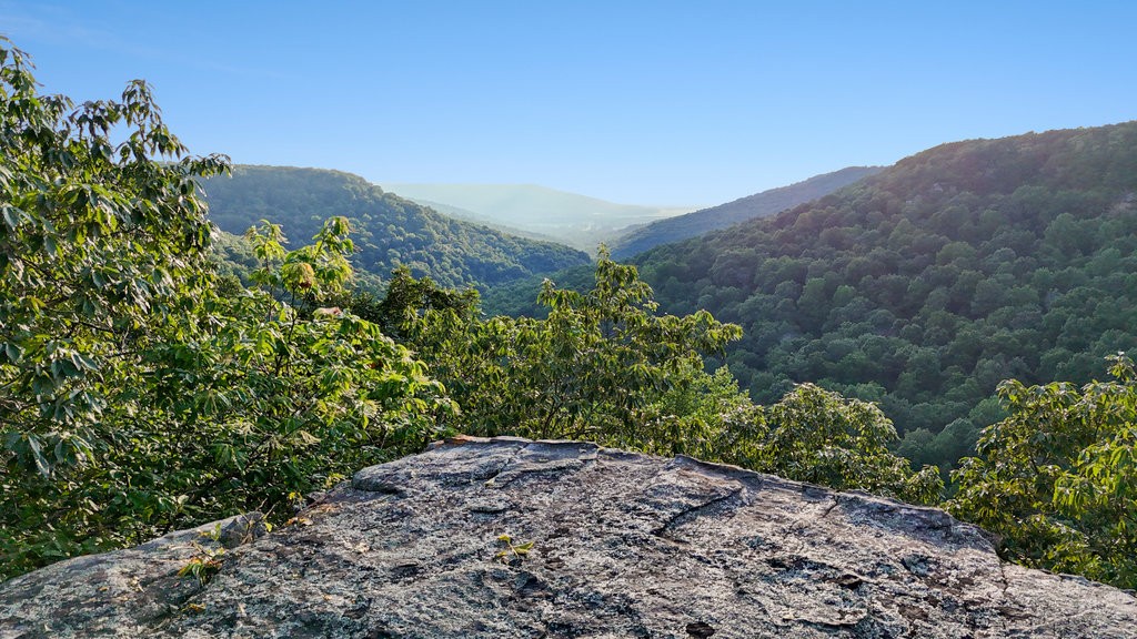 354 Little Trees Ramble