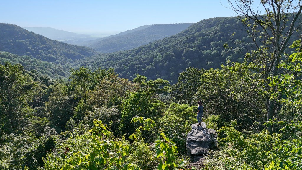 354 Little Trees Ramble