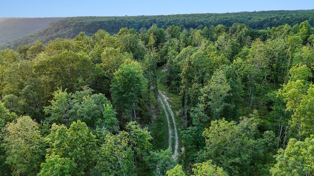 354 Little Trees Ramble