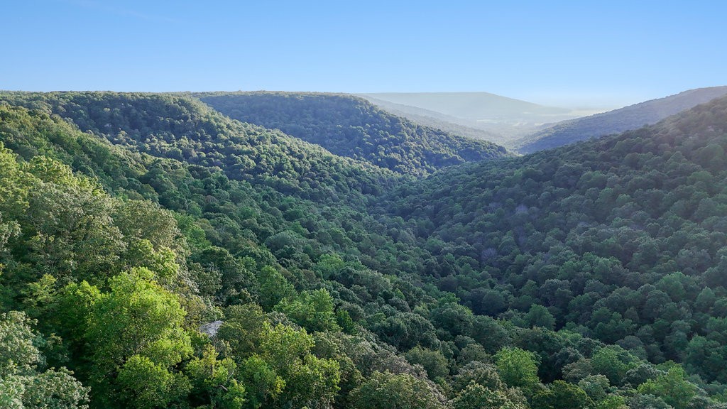 354 Little Trees Ramble