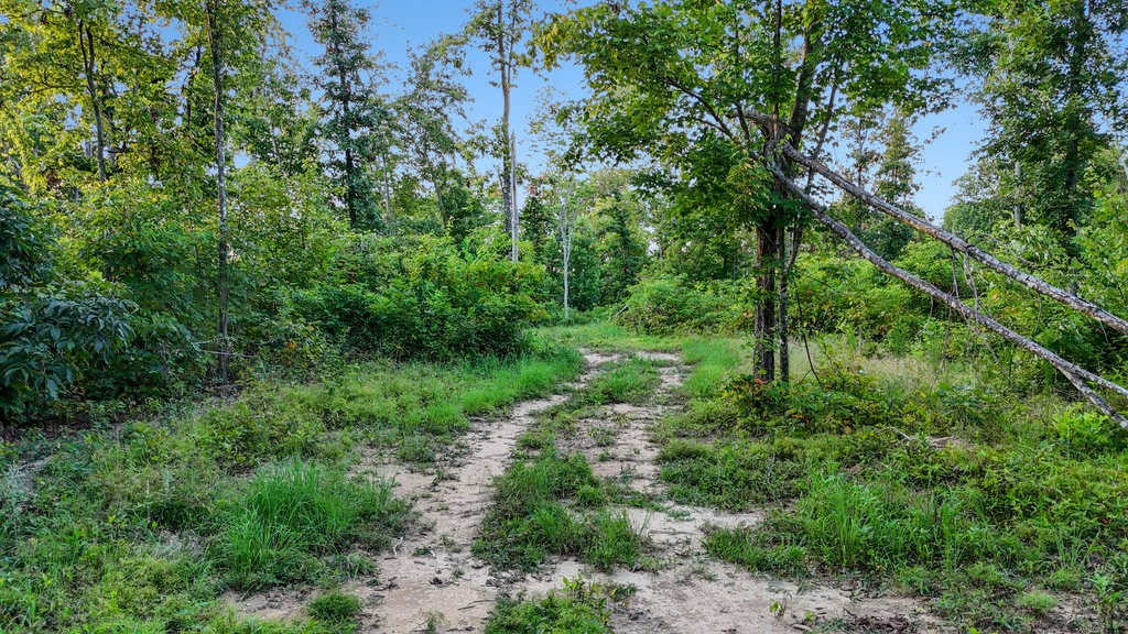 354 Little Trees Ramble