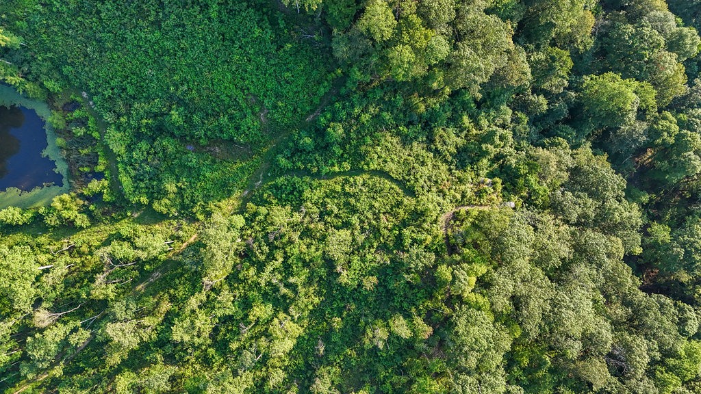 354 Little Trees Ramble