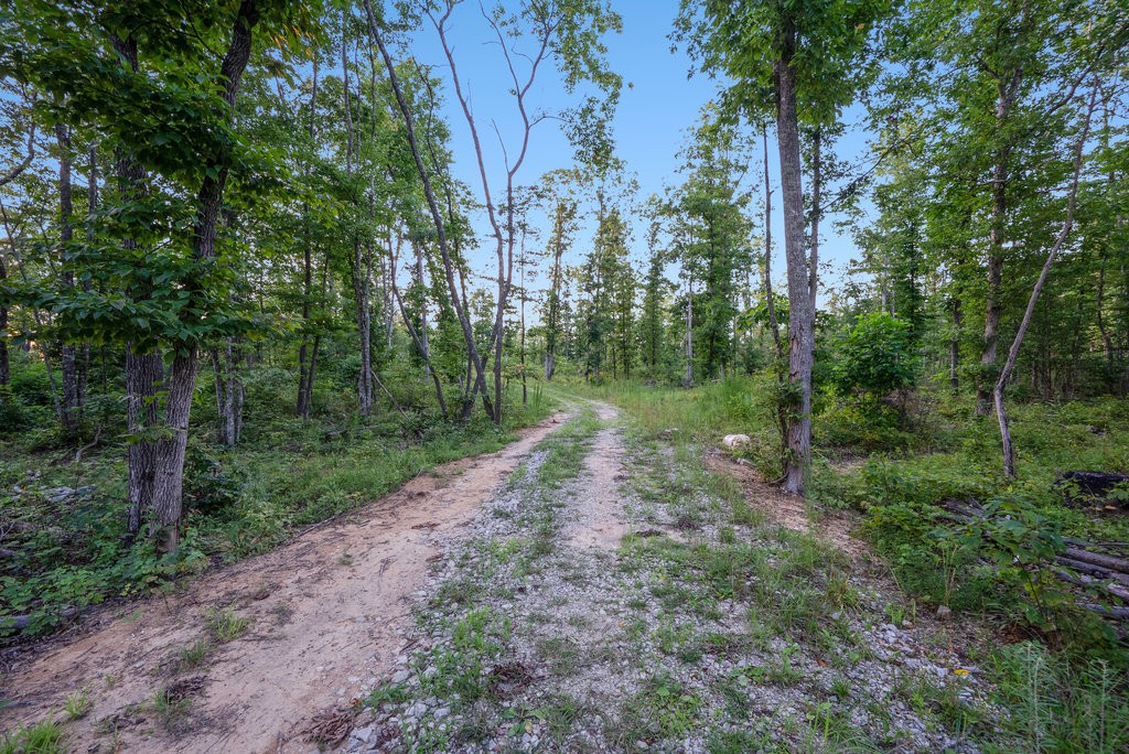 354 Little Trees Ramble