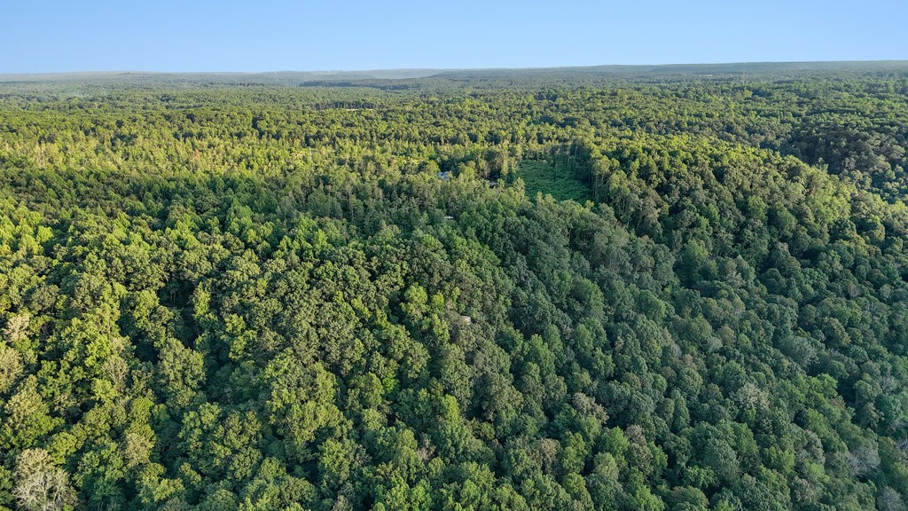 354 Little Trees Ramble