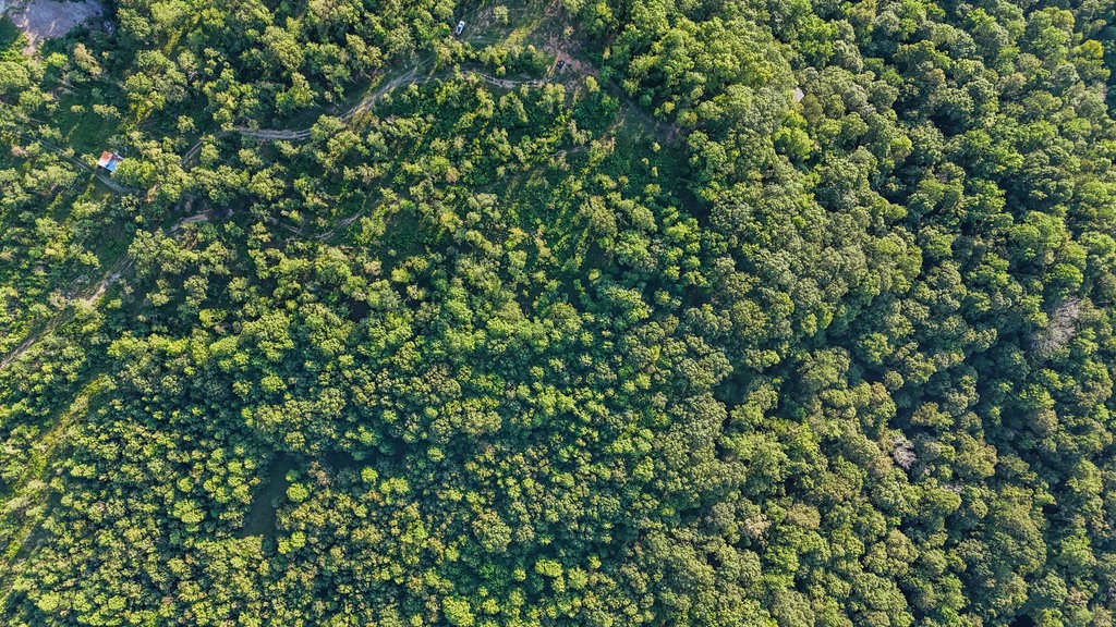 354 Little Trees Ramble