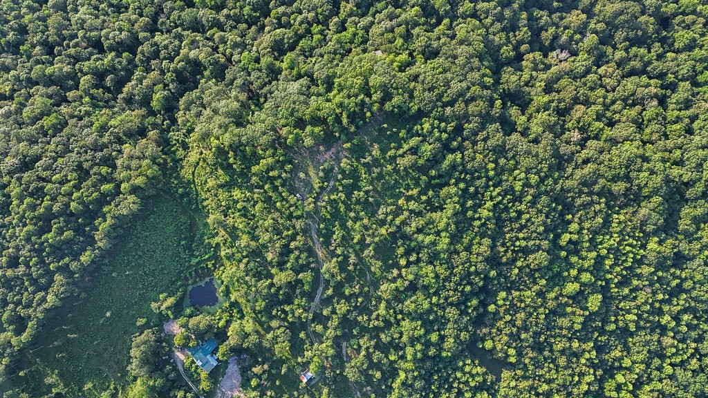 354 Little Trees Ramble