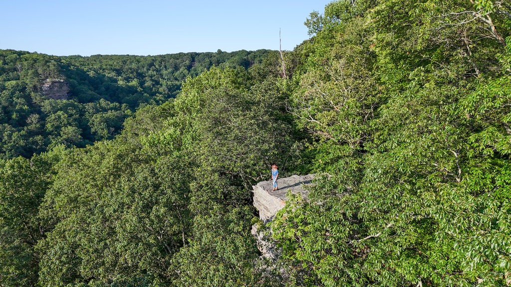 354 Little Trees Ramble