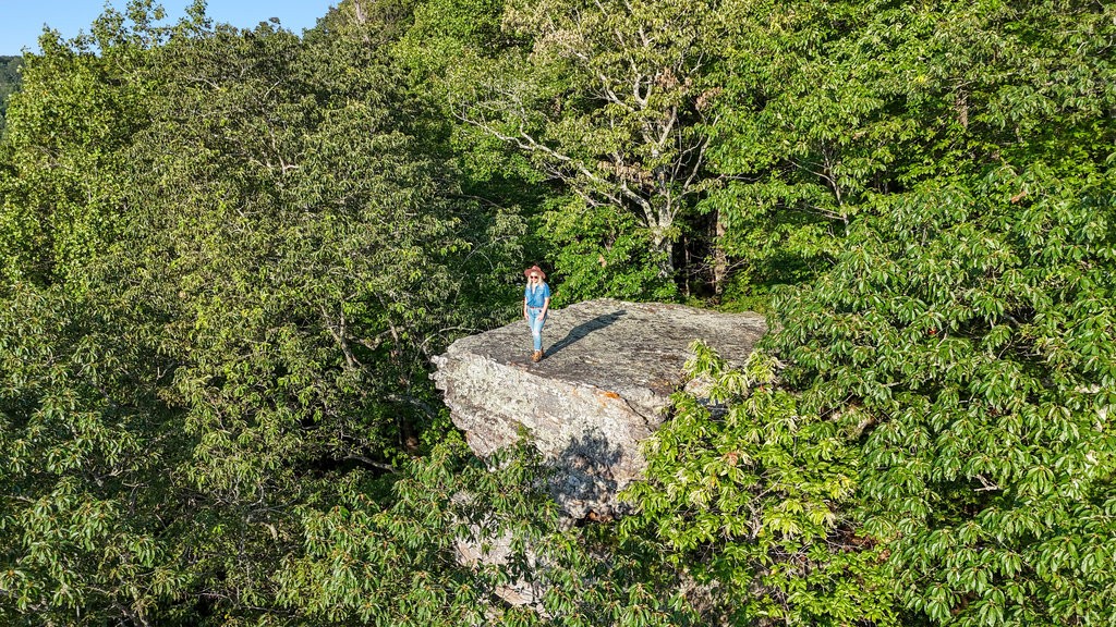 354 Little Trees Ramble