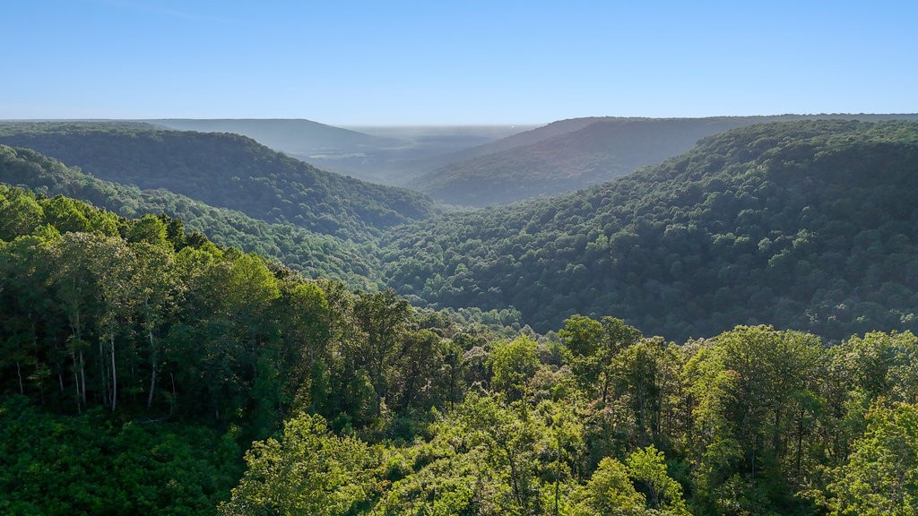 354 Little Trees Ramble