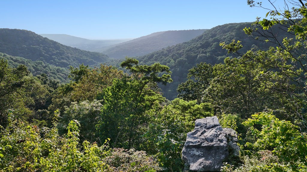 354 Little Trees Ramble