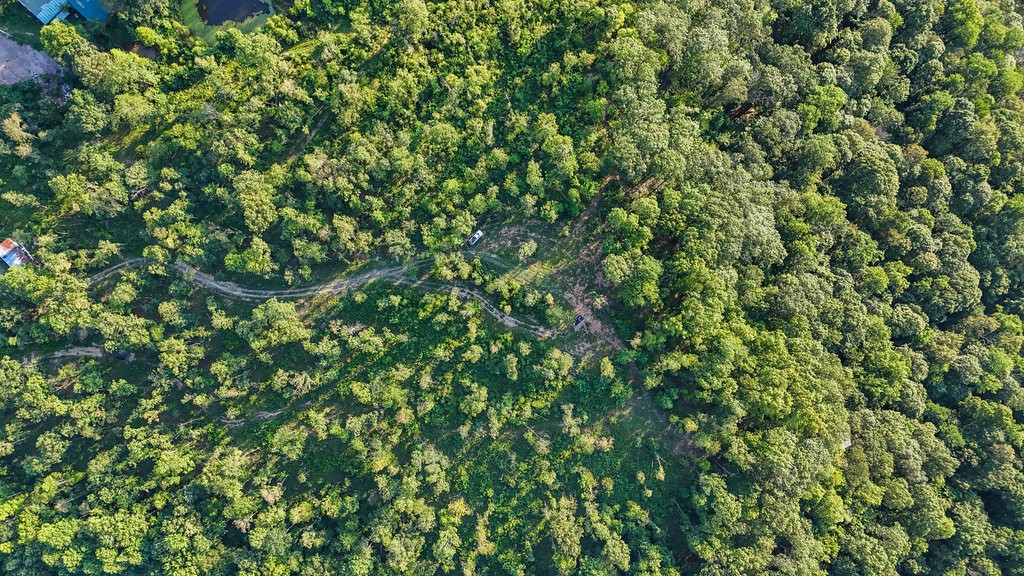 354 Little Trees Ramble