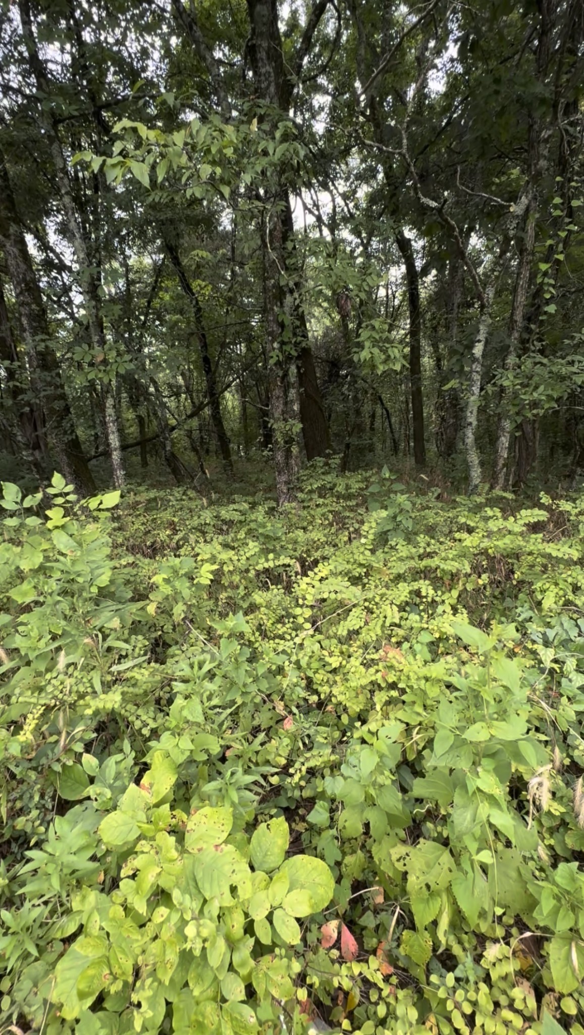 6468 Arno College Grove Rd