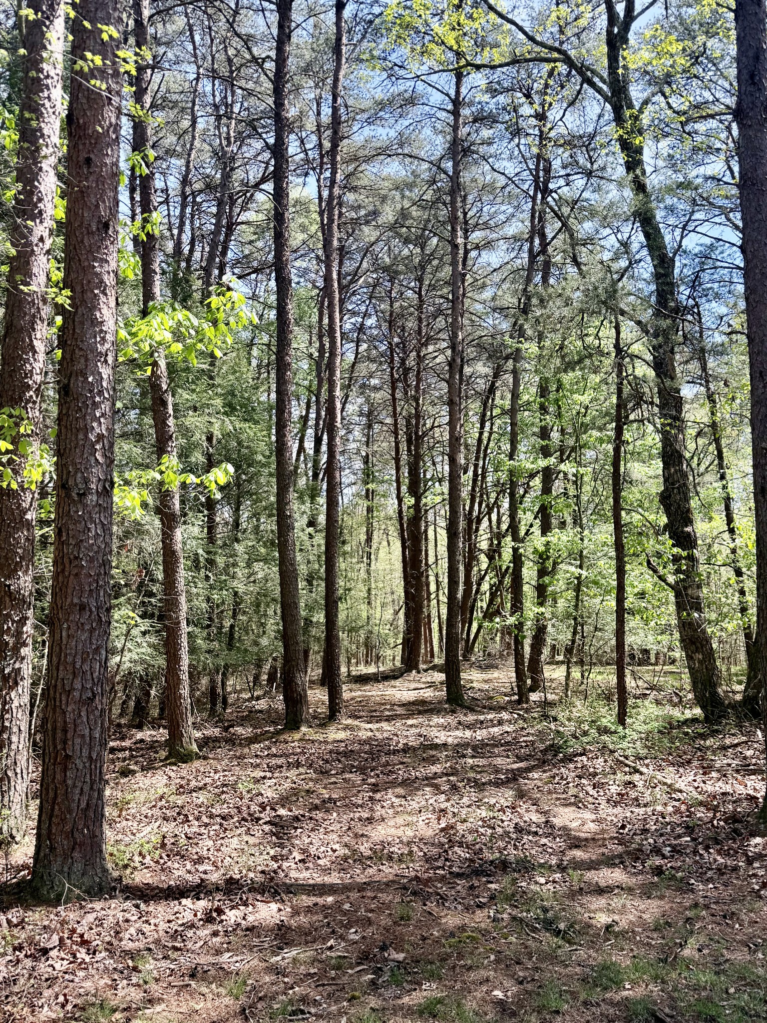 0 Timberwood Trace Lot 310