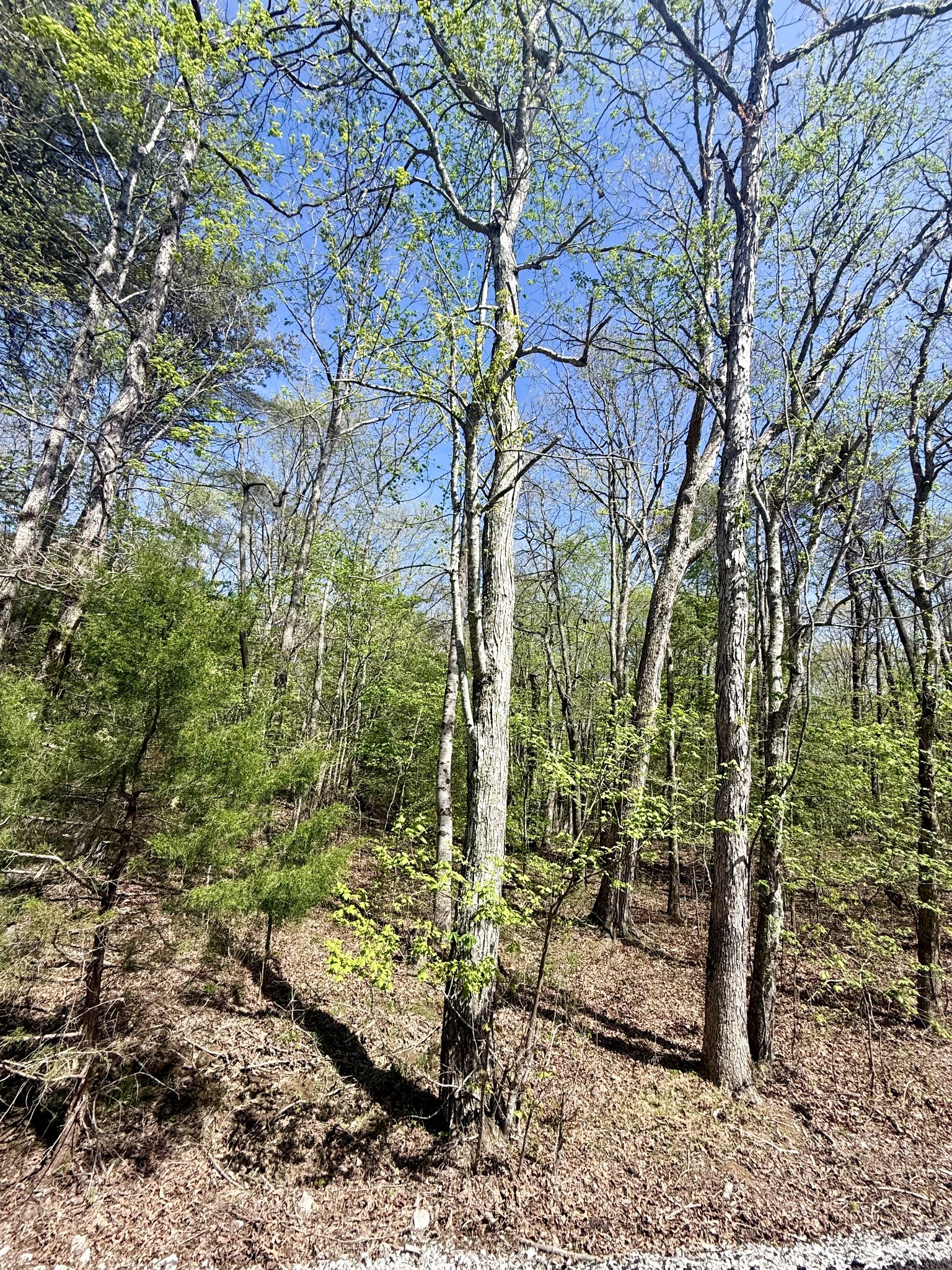 0 Timberwood Trace Lot 310
