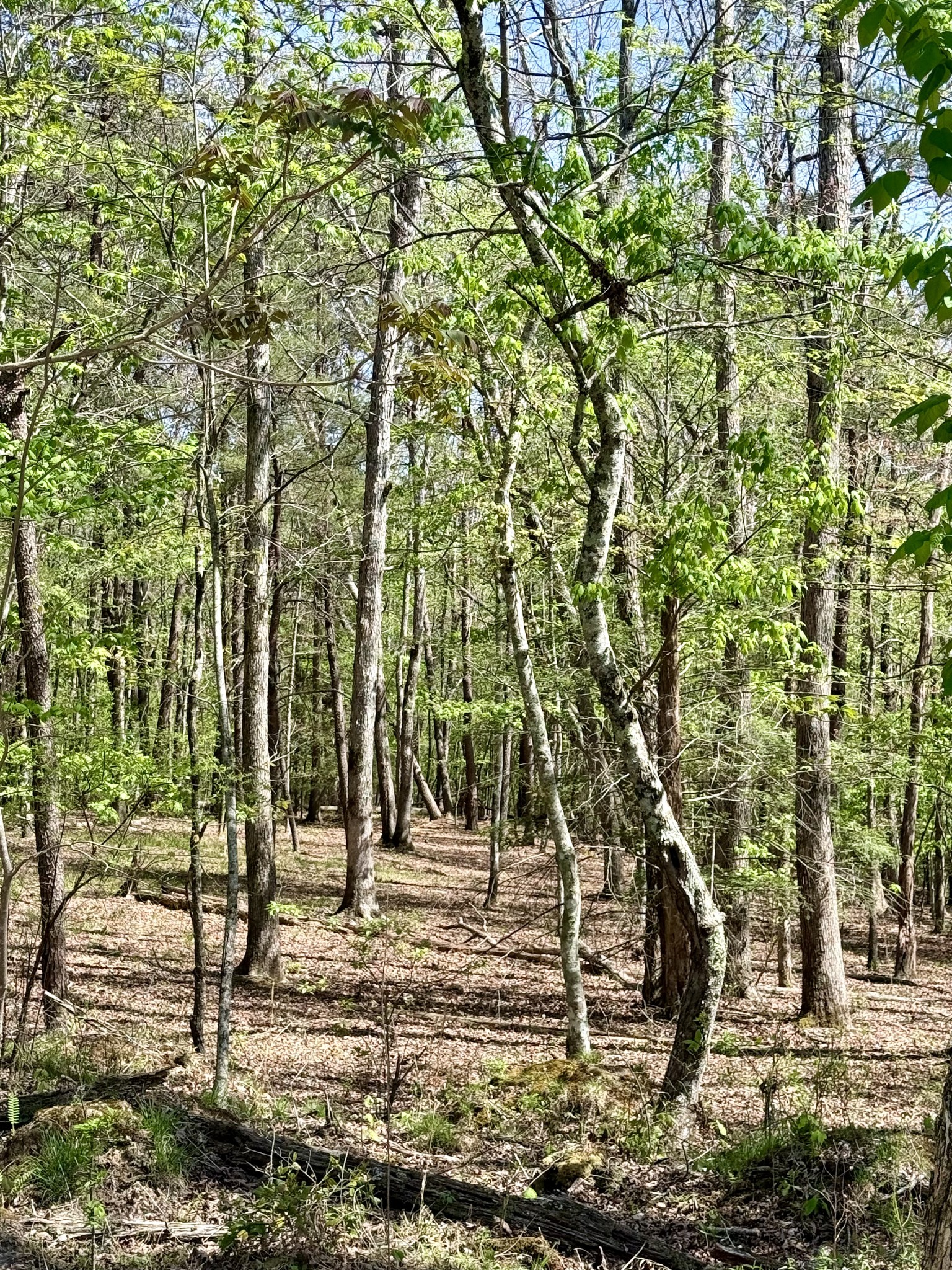 0 Timberwood Trace Lot 310