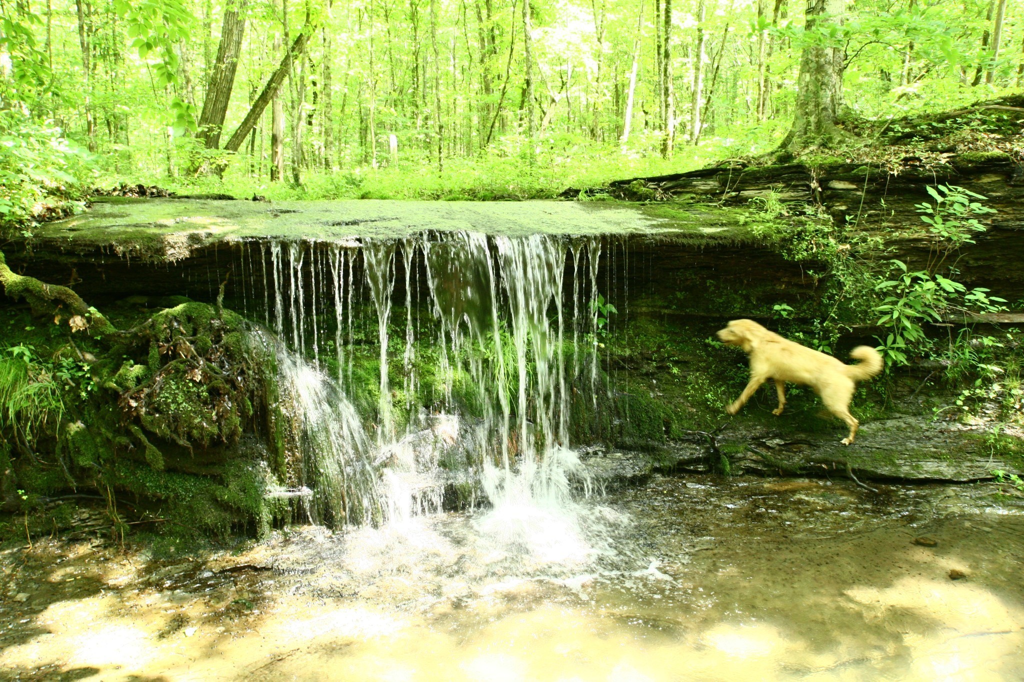 5671 Pinewood Rd Franklin Tn Us 37064 Rtc3213697
