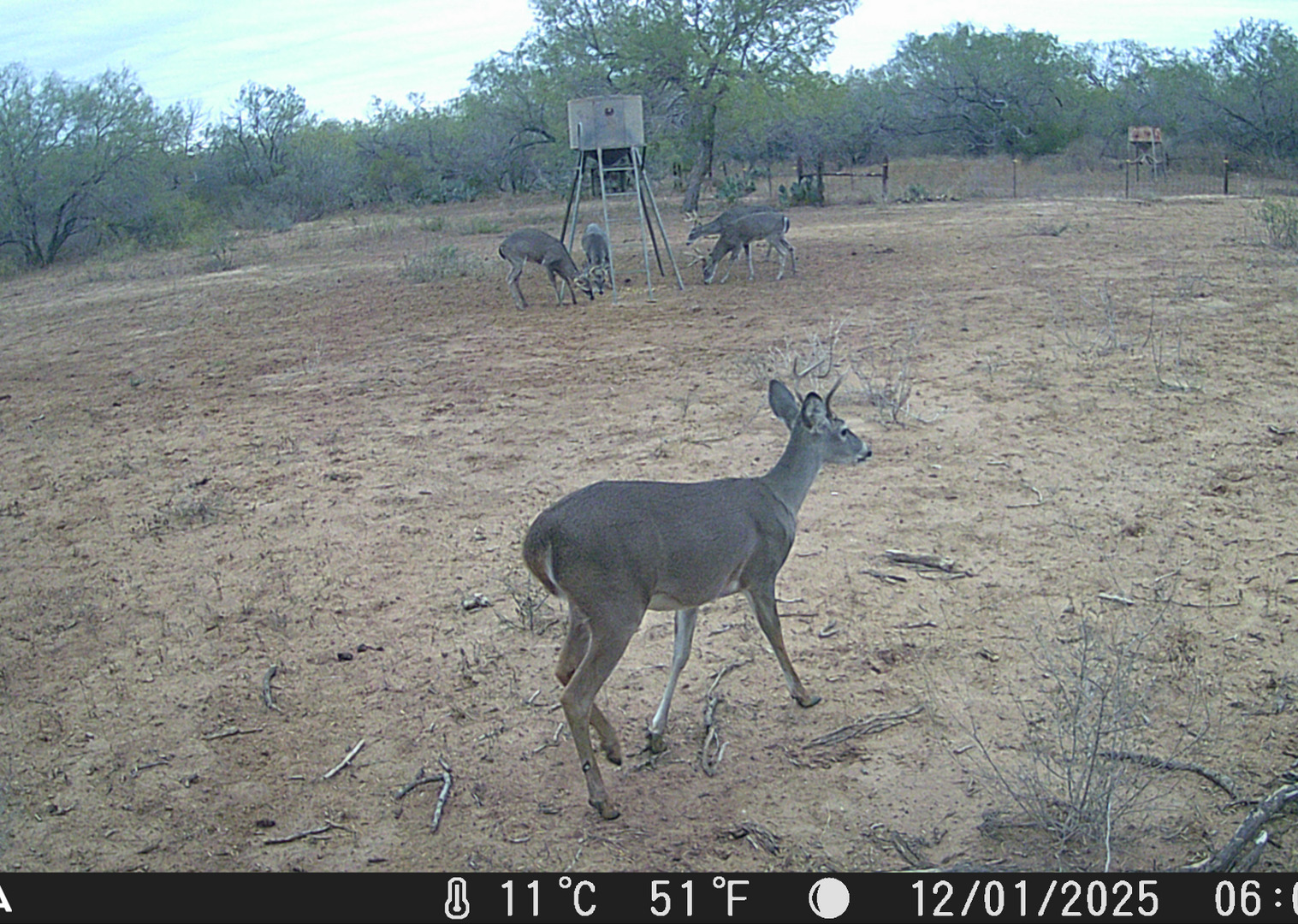 4141 CR 343