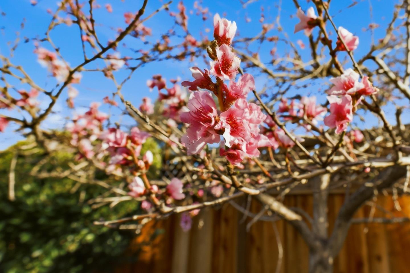 2994 Casa Nueva Court