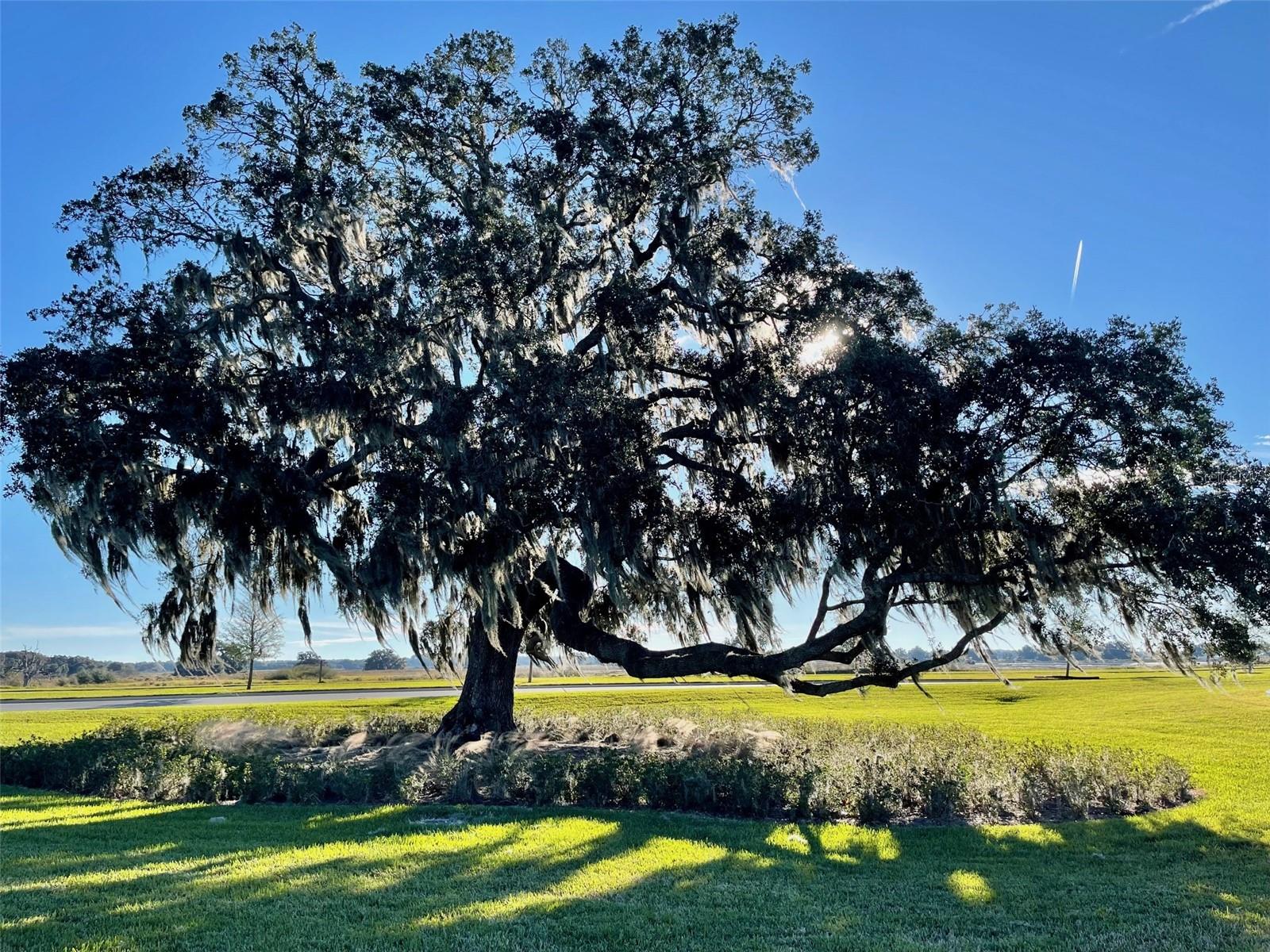 31360 MANGO FADE WAY