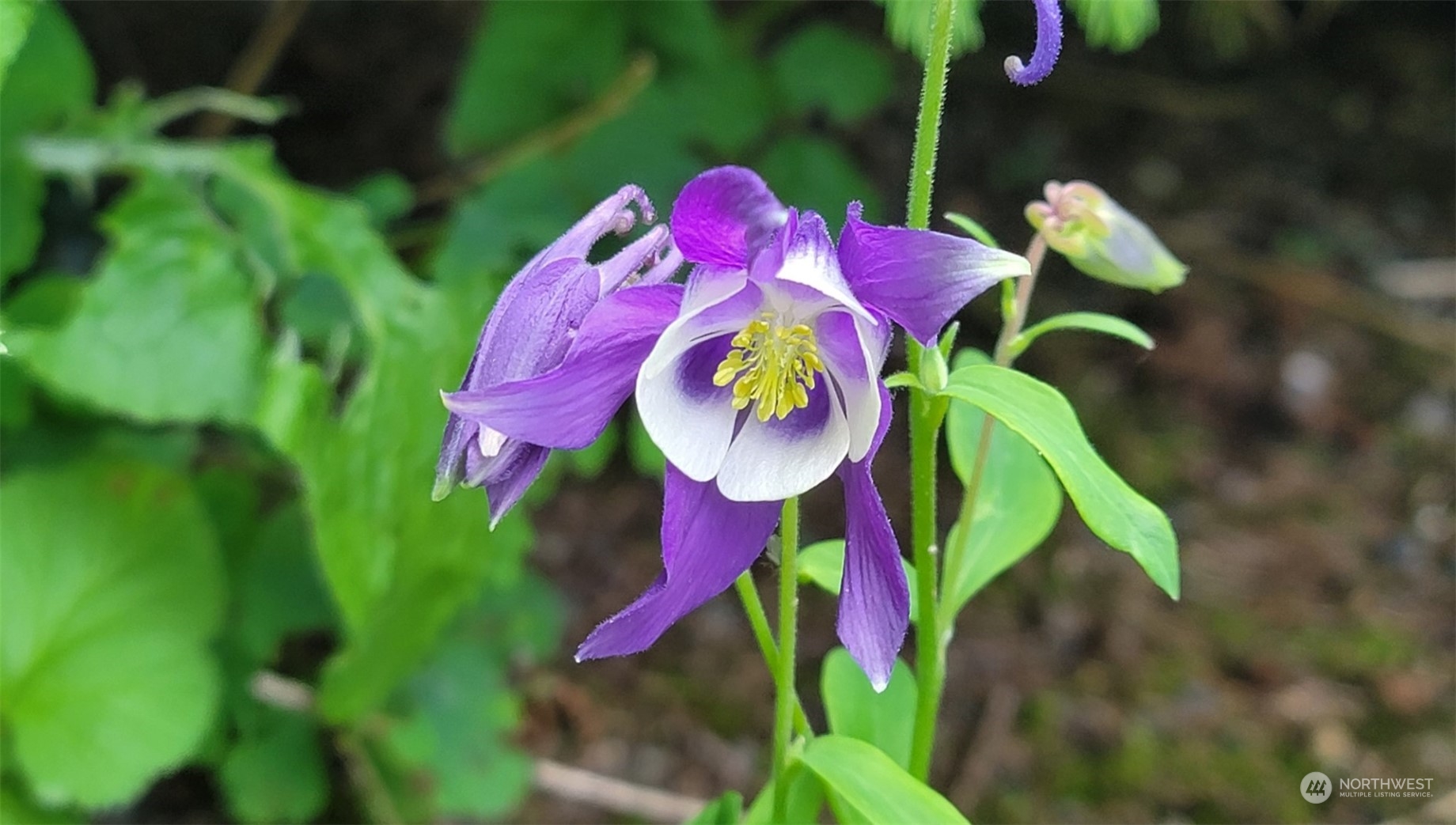 31860 Salsbury Hill Place NE