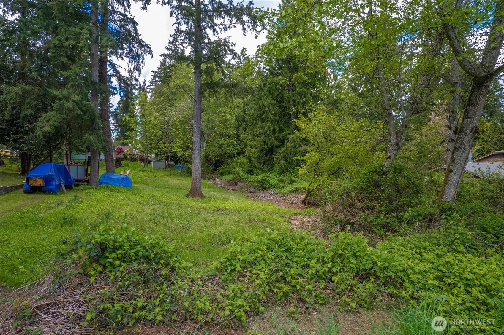 Wooded grassy lot with mature trees, dense brush, and blue-tarp-covered items.