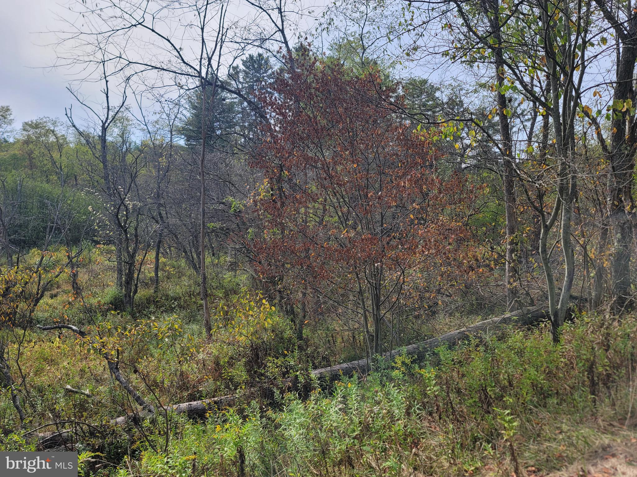 342 FOREST MINE ROAD