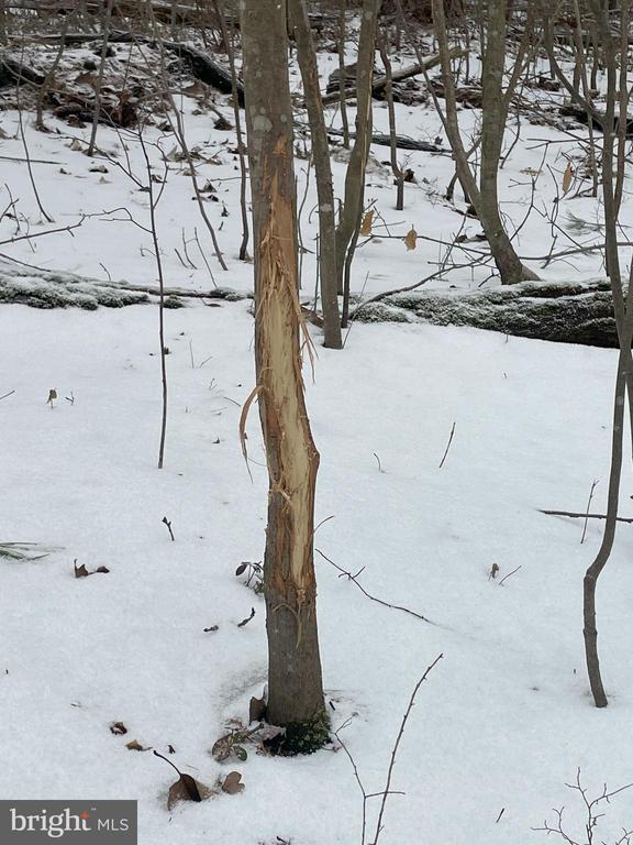 Land On Black Moshannon Rd