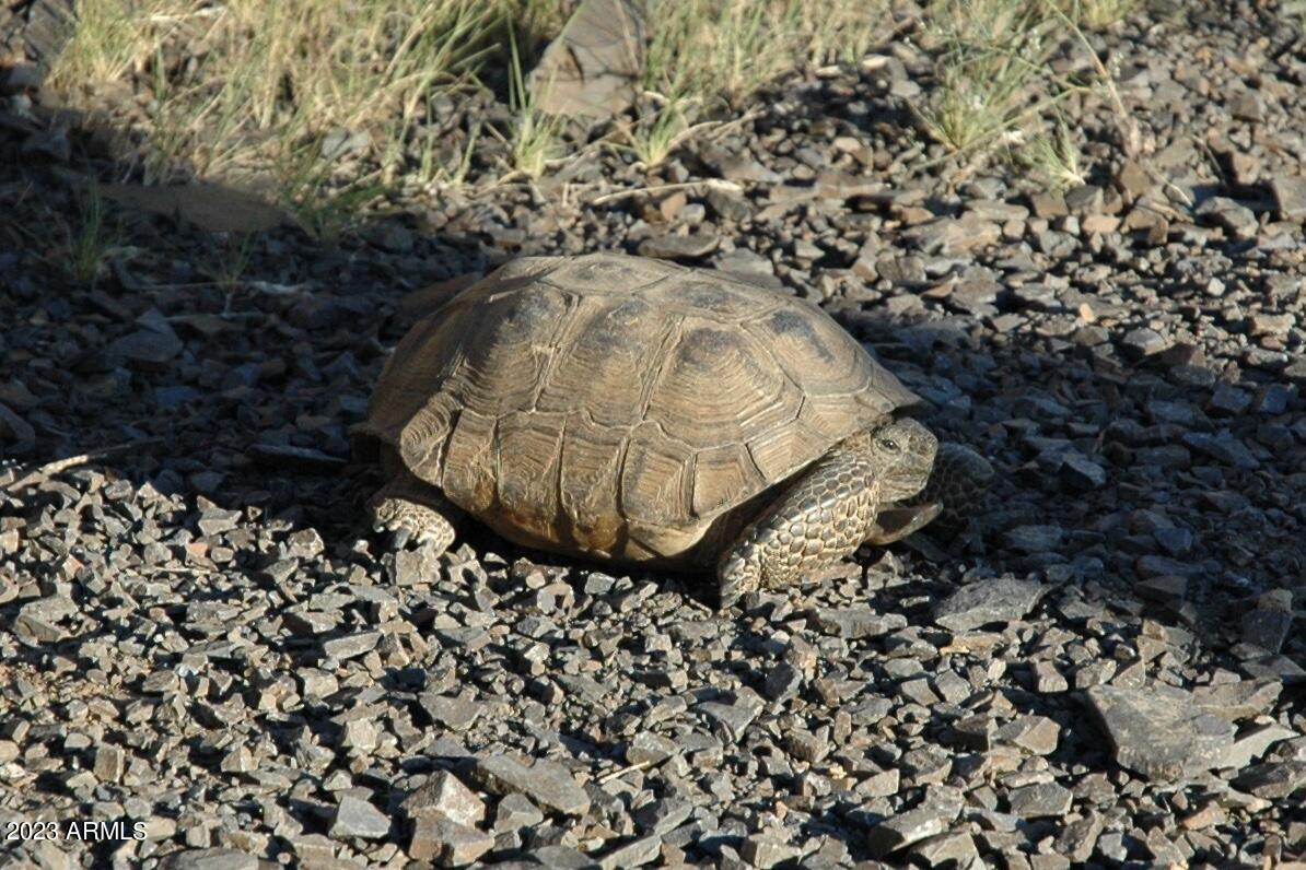 46000 N Fleming Springs Road, -