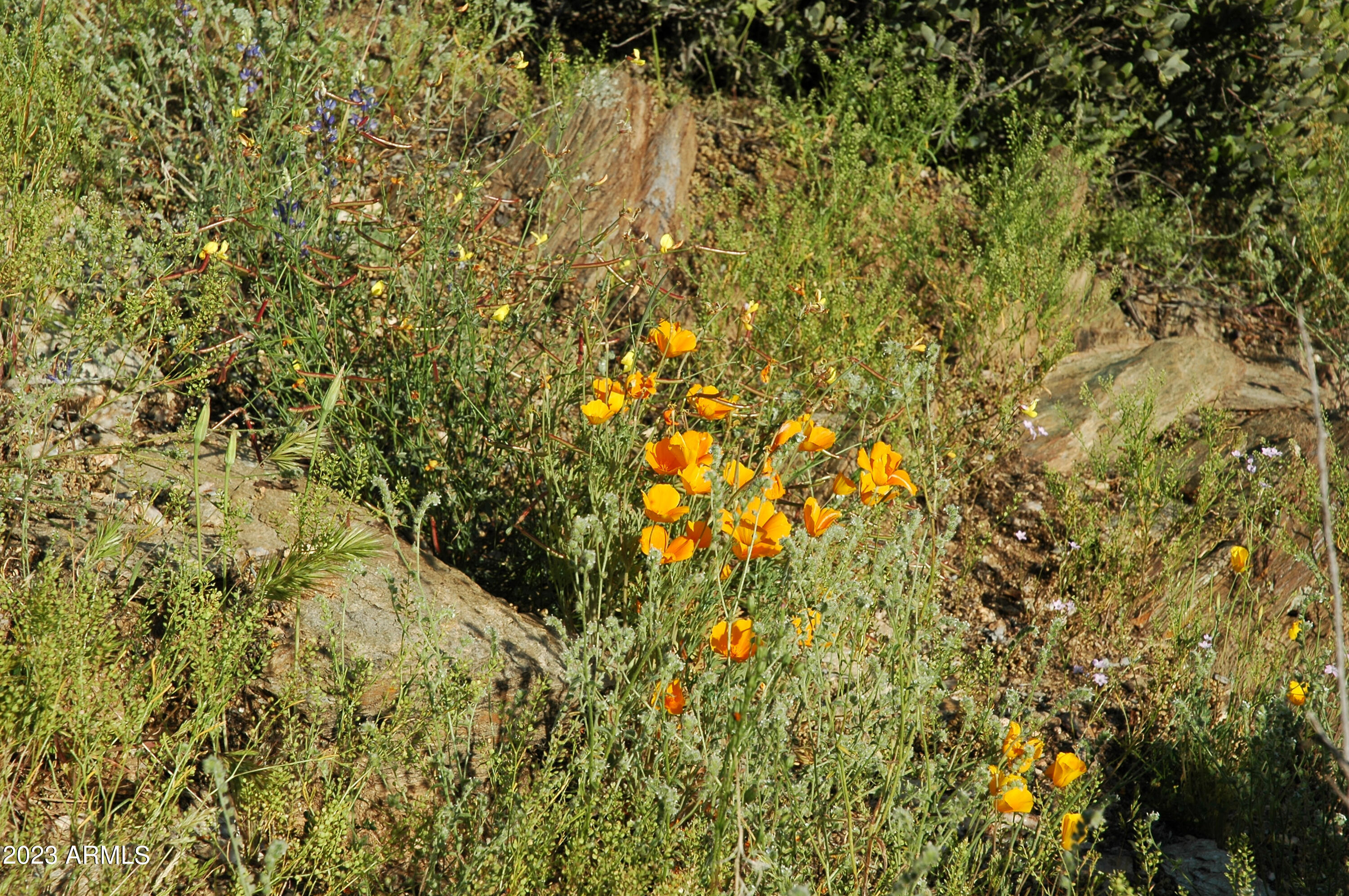 46000 N Fleming Springs Road, -