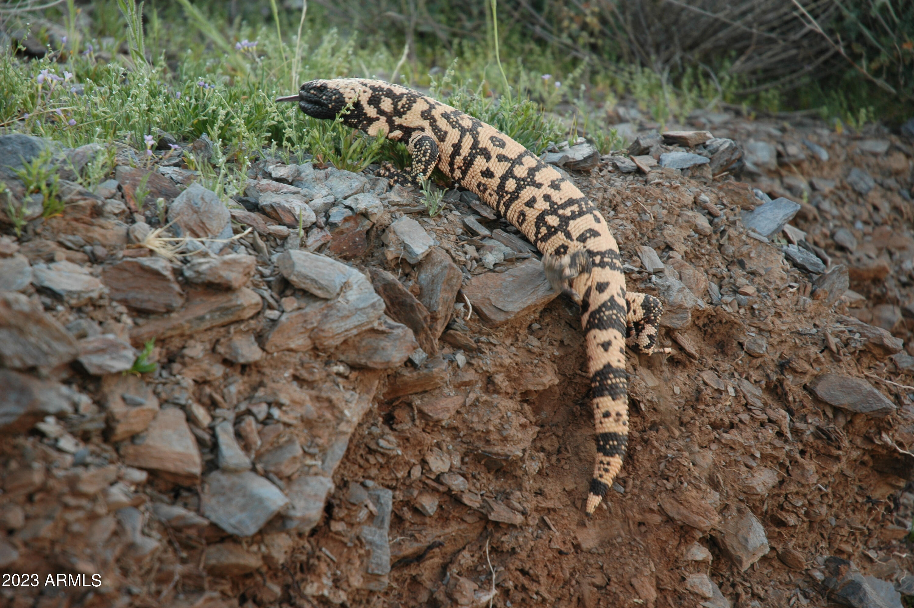 46000 N Fleming Springs Road, -