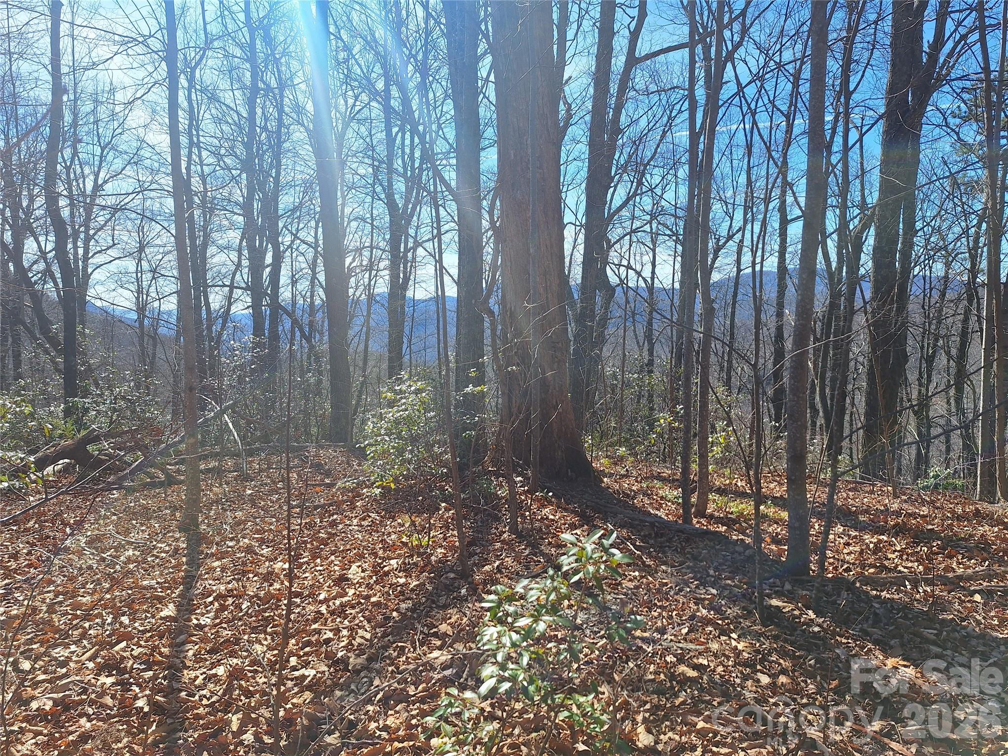 Wooded hillside property with bare trees, evergreen shrubs, and distant mountain views.