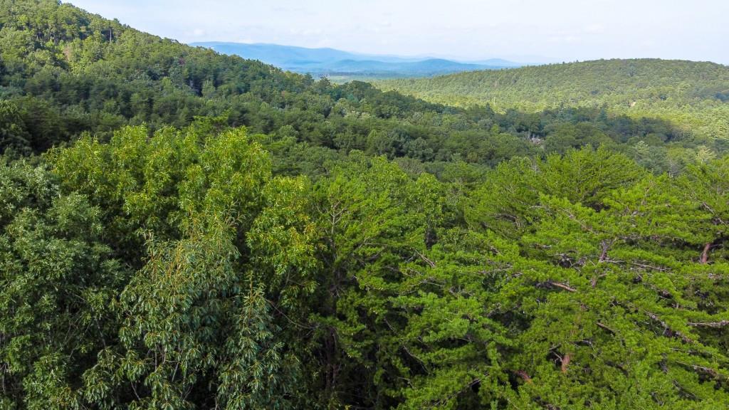 280 Royal Fern Trail