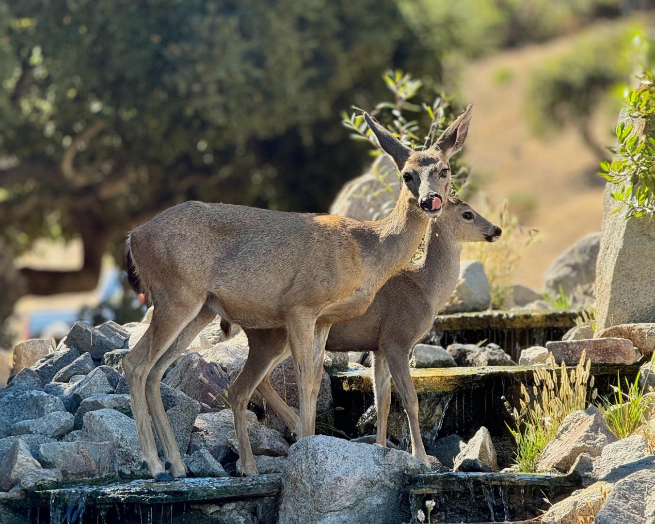 31420 Via La Naranga