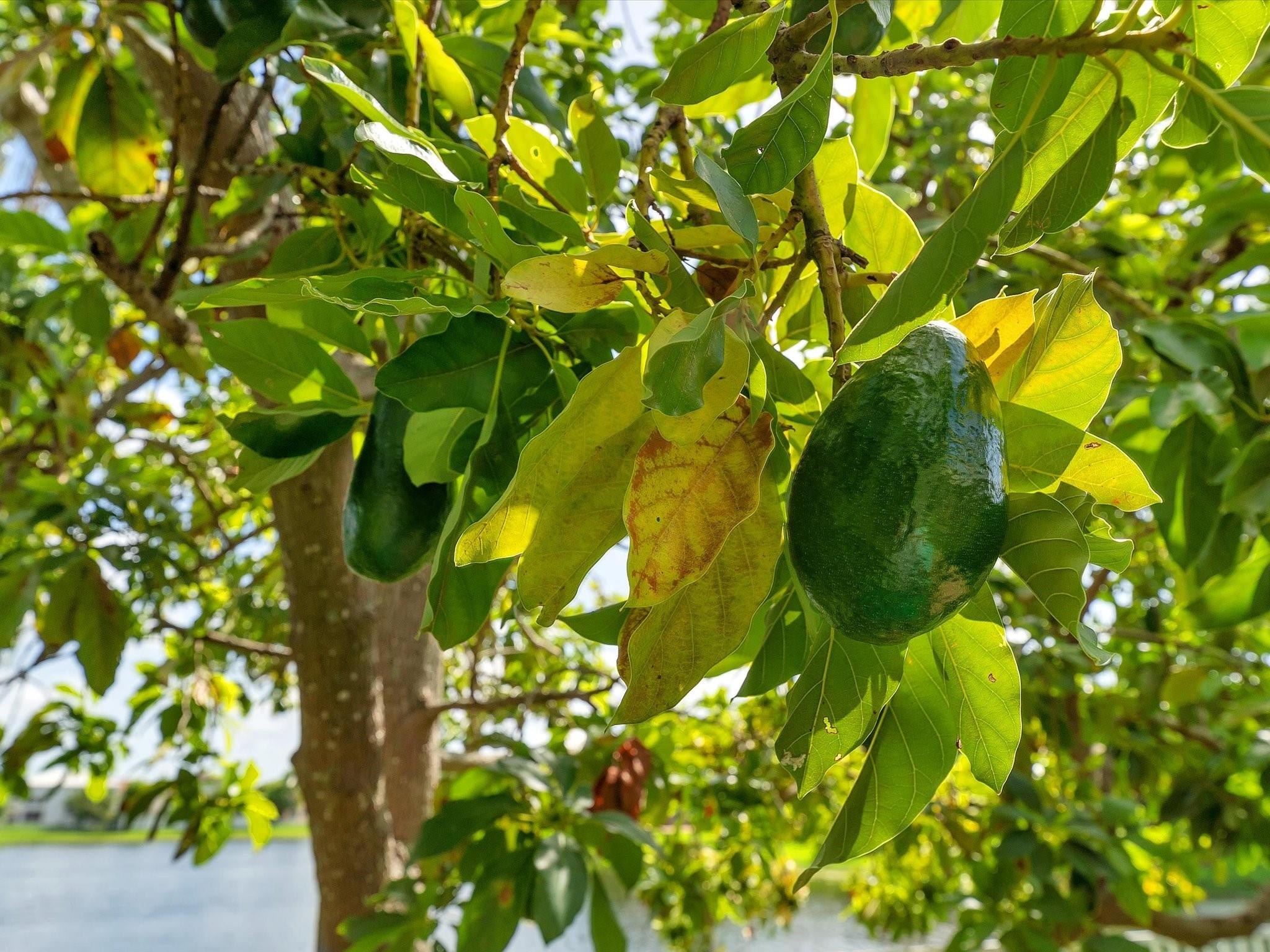 14151 Appalachian Trl