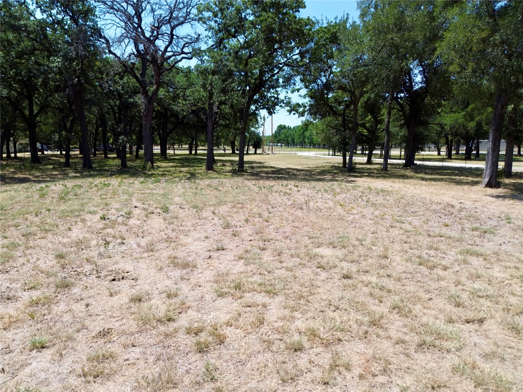 Vacant lot with dry grass and mature trees along the road.