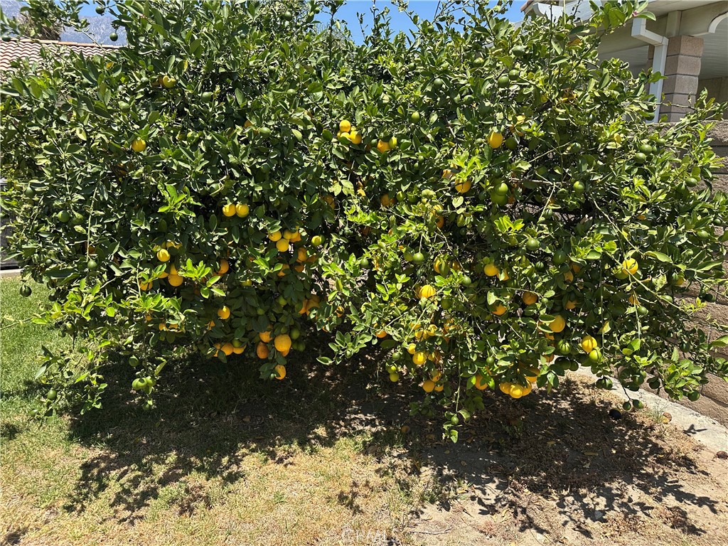 8549 Orange