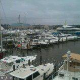 806 Chestnut Tree Dr